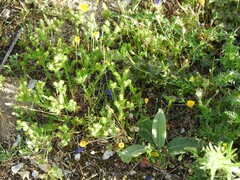 Leontodon longirostris