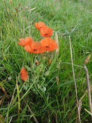 Papaver dubium