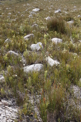 Thesium euphorbioides