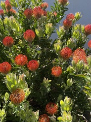 Leucospermum × hybridum