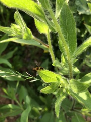 Sphaerophoria philanthus