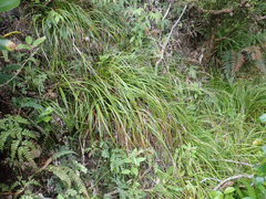 Carex spinirostris