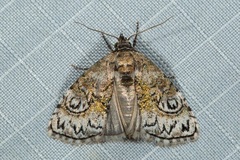 Meganola scriptoides