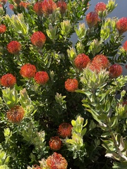 Leucospermum × hybridum