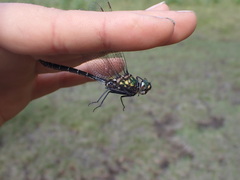 Somatochlora hudsonica