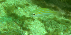 Lutjanus kasmira