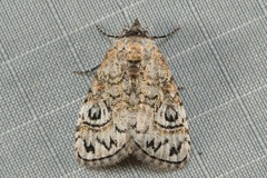 Meganola scriptoides