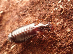Dromius
