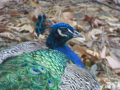Pavo cristatus