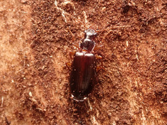 Dromius