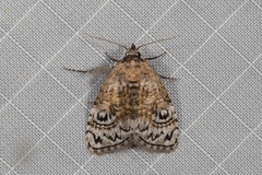 Meganola scriptoides