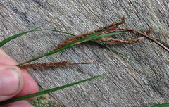 Carex spinirostris