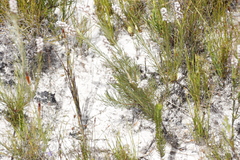 Spatalla racemosa