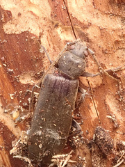 Arhopalus rusticus
