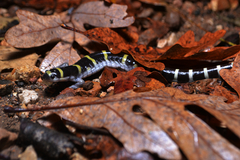 Ambystoma annulatum