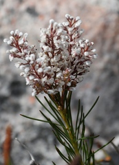 Spatalla racemosa