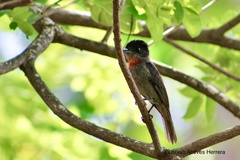 Pachyramphus aglaiae