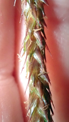 Carex spinirostris