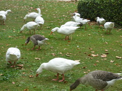 Anser anser domesticus