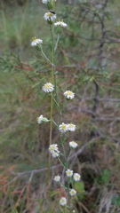 Laennecia spellenbergii