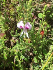Pelargonium cordifolium