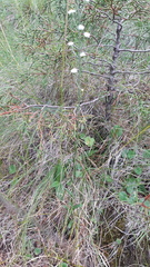 Laennecia spellenbergii