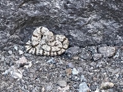 Crotalus lepidus