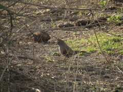 Rhinocrypta lanceolata