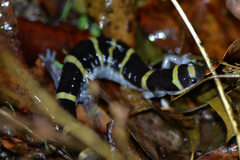 Ambystoma annulatum
