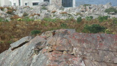 Monticola rupestris