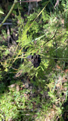 Desmanthus illinoensis
