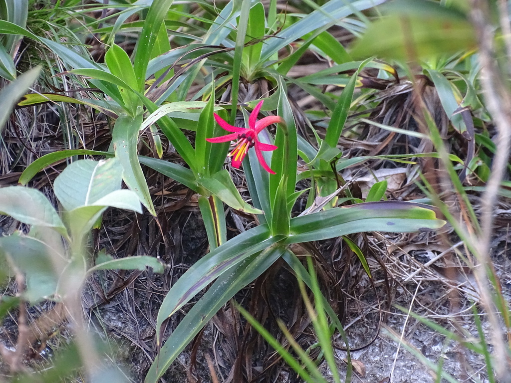Barbacenia plantaginea