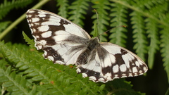 Melanargia lachesis