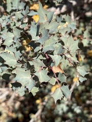 Berberis fremontii