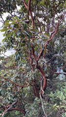 Arbutus