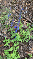 Salvia helianthemifolia