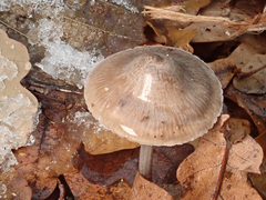 Mycena polygramma