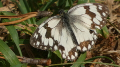 Melanargia lachesis
