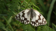 Melanargia lachesis