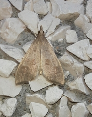 Mecyna asinalis