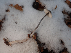 Mycena polygramma