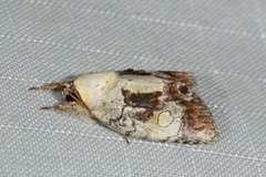 Negritothripa confluens