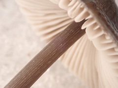 Mycena polygramma