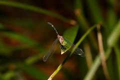 Nannophlebia eludens