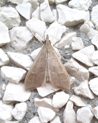 Mecyna asinalis
