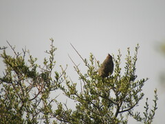 Rhinocrypta lanceolata