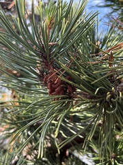 Pinus mugo