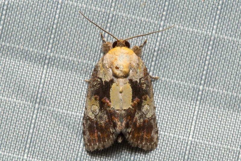 Negritothripa