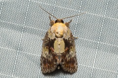 Negritothripa confluens