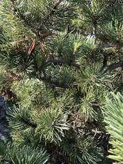 Pinus mugo